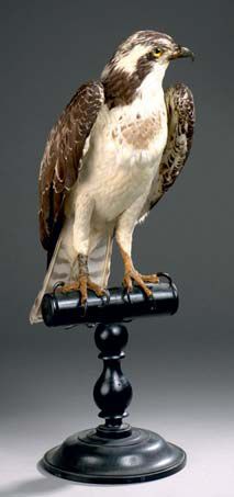 Balbuzard pêcheur (Pandion haliaetus) (II/A-CE)
Spécimen...