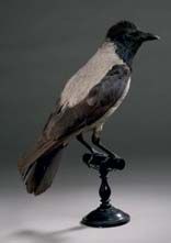 Corneille mantelée (Corvus corone cornix)...