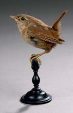 Troglodyte mignon (Troglodytes troglodytes)...