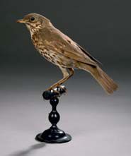 Grive musicienne (Turdus philomelos) (CH)
Spécimen...