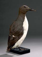 Guillemot de Troïl (Uria aalge) (CE)
Spécimen...