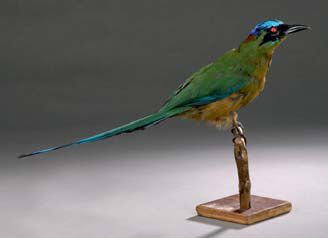 Motmot houtouc, (Momotus momota) (CE)
Spécimen...