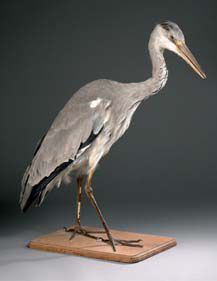 Héron cendré (Ardea cinerea) (CE)
Spécimen...