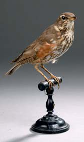 Grive mauvis (Turdus iliacus) (CH)
Spécimen...