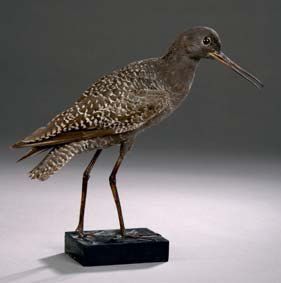 Chevalier arlequin (Tringa erythropus) (CE)
Spécimen...