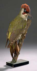 Pic vert (Picus viridis) (CE)
Spécimen présenté...