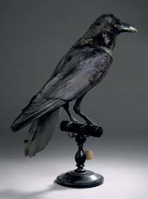 Grand corbeau (Corvus corax) (CE)
Spécimen...
