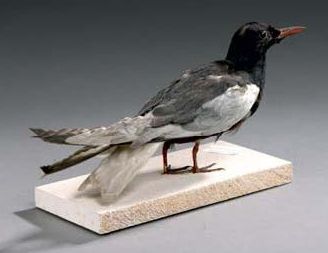 Guifette leucoptère (Chlidonias leucopterus)...