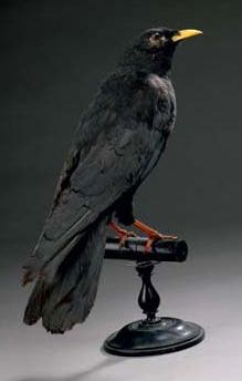 Chocard à bec jaune (Pyrrhocorax graculus)...