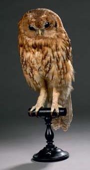 Chouette hulotte (Strix aluco) (II/A-CE)
Spécimen...