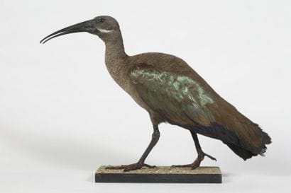 ORNITHOLOGIE et divers.
