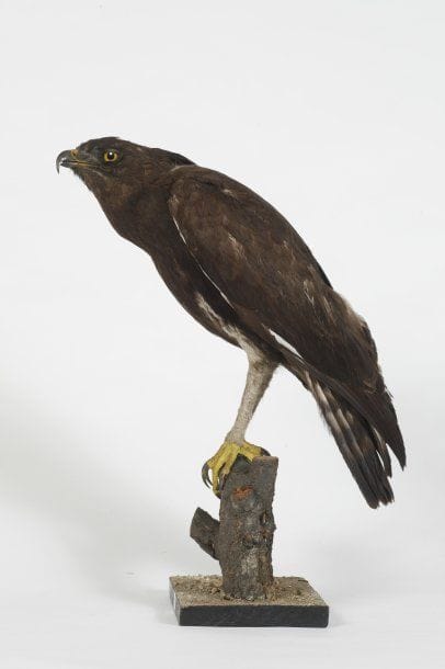 Aigle huppard. Lophaetus occipitalis. Annexe...