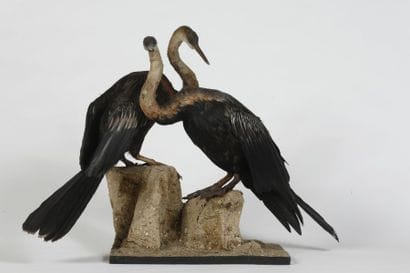 Anhinga d'Afrique. Anhinga rufa. 2 ex. (...