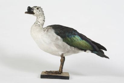 Canard à bosse. Sarkidiornis melanotos. Annexe...