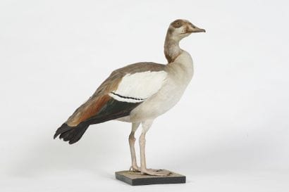 Ouette d'Egypte. Alopochen aegyptiacus. (Bords...