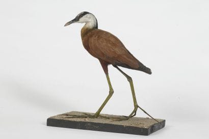 Jacana à poitrine dorée. Actophilornis africana....