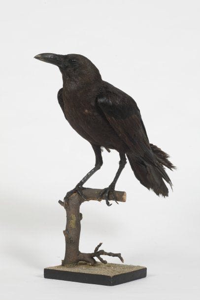 Corbeau brun. Corvus rufficollis.