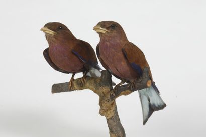 Rolle violet. Eurystomus glaucurus. (couple)....