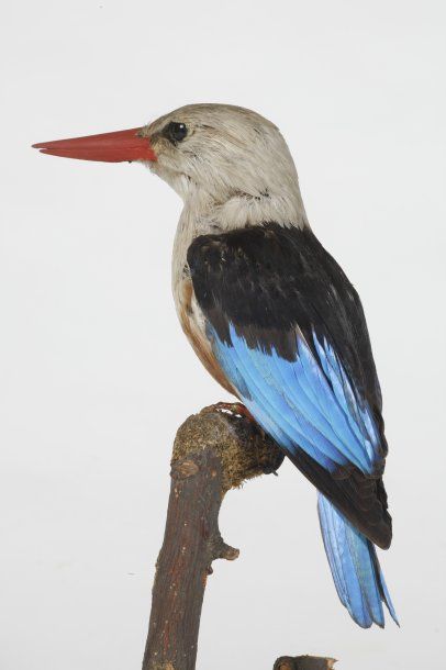 Martin-chasseur à tête grise. Halcyon leucocephala....