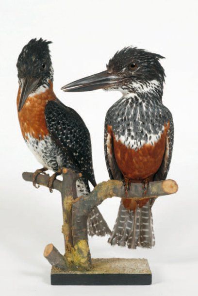 Martin-pêcheur géant. Ceryle maximus. (couple)....