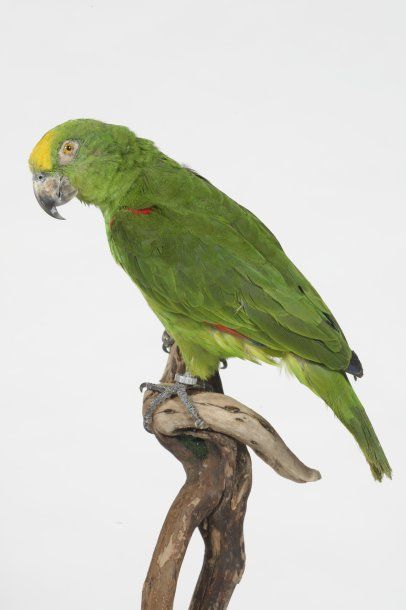 Amazone à front jaune. Amazona o. ochrocephala....