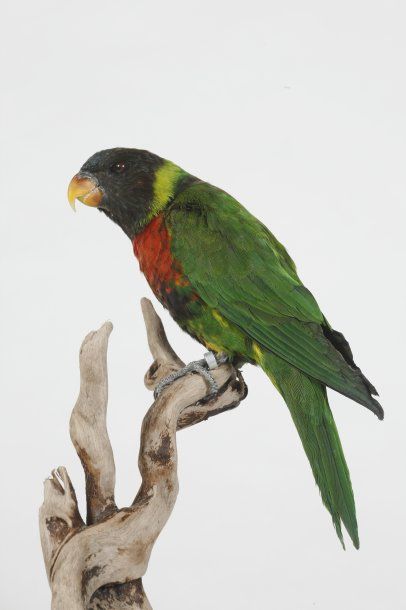 Lori arc en ciel. Trichoglossus haematodus....