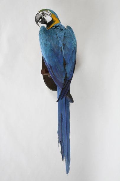 Ararauna. Ara ararauna. Annexe II/B. (C....