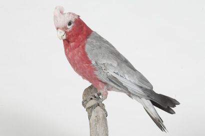 Cacatoès rosalbin. Eolophus roseicapillus....