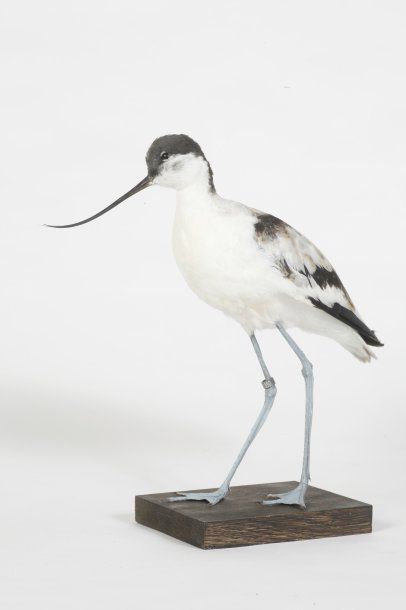 Avocette élégante. Recurvirostra avoceta....