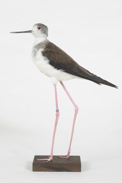 Echasse blanche. Himantopus himantopus. (C.E.)....