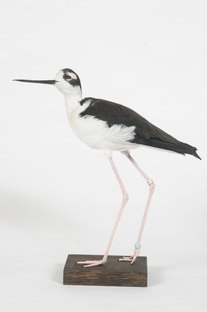 Echasse américaine. Himantopus mexicanus...