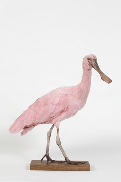 Spatule rosée. Platalea ajaja. (C.E.). Puce...