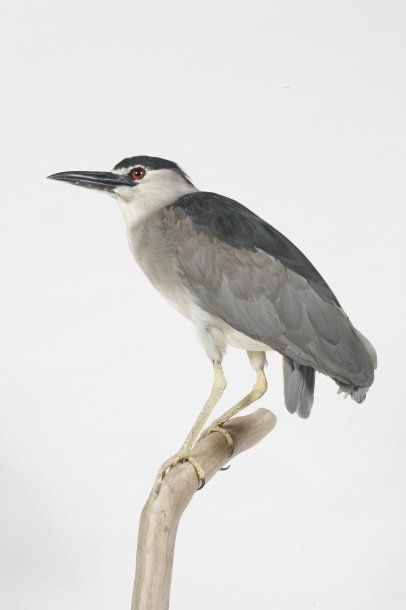 Héron bihoreau. Nycticorax nycticorax. (C.E.)...