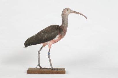 Ibis rouge immature. Eudocimus ruber. Annexe...