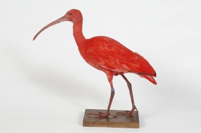 Ibis rouge nuptial. Eudocimus ruber. Annexe...