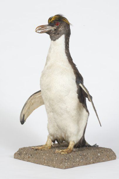 Gorfou doré. Eudyptes chrysolophus.