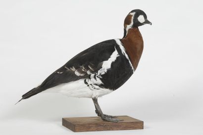 Bernache à cou roux. Branta ruficollis. Annexe...