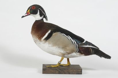 Canard carolin. Aix sponsa.