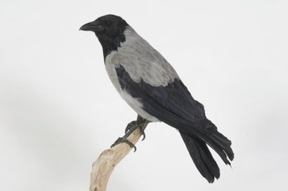 Corneille mantelée. Corvus cornix.