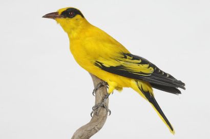 Loriot masqué. Oriolus larvatus.