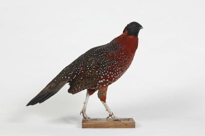 Tragopan satyre. Tragopan satyra. Annexe...