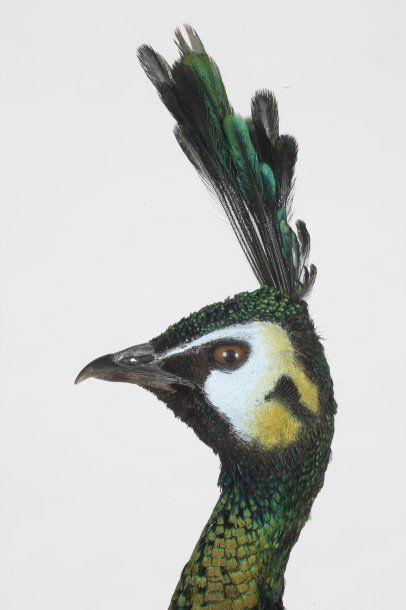 Paon spicifère. Pavus muticus spicifera....
