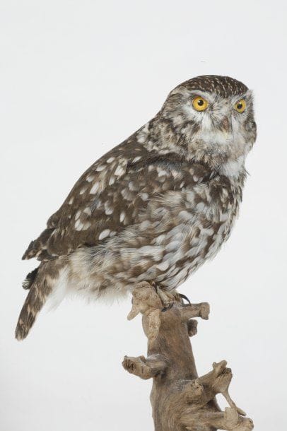 Chouette chevêche. Athene noctua. Annexe...