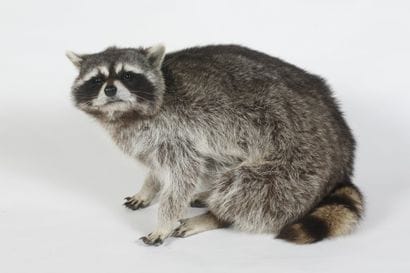 Raton laveur. Procyon lotor.