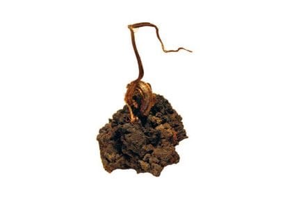 ARGENT natif en fils d'Imïter, Maroc, 6 ...