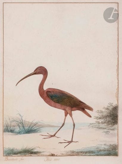 Jacques BARRABAND (1767-1809)
Ibis noir
Aquarelle.
Annoté...