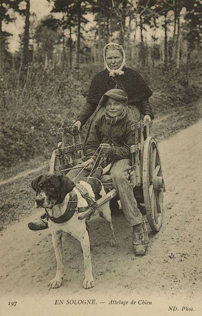 Département 41 EN SOLOGNE. Attelage de chien...