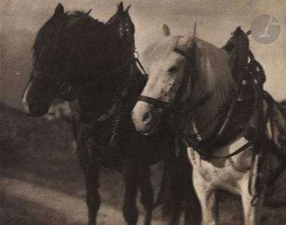 Alfred Stieglitz (1864-1946)
Horses, 1904....