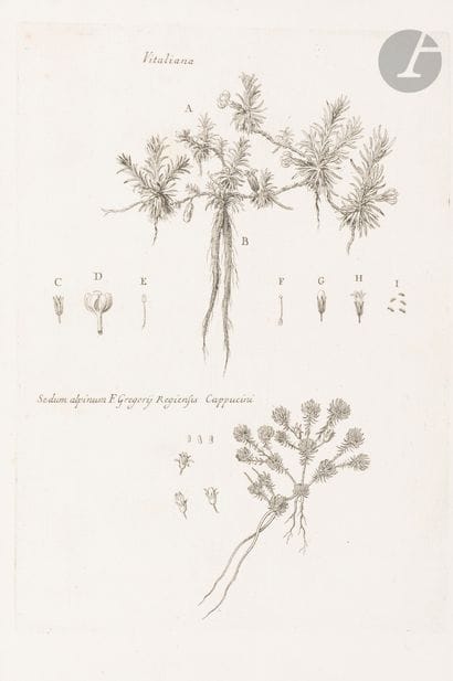 DONATI (Vitaliano).
Della storia naturale...