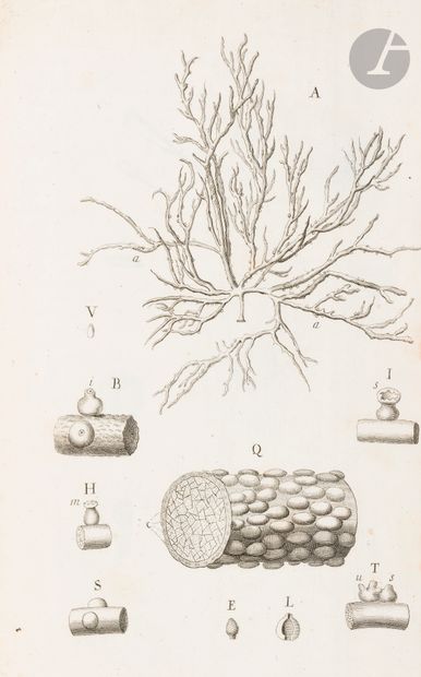 DONATI (Vitaliano).
Della storia naturale...